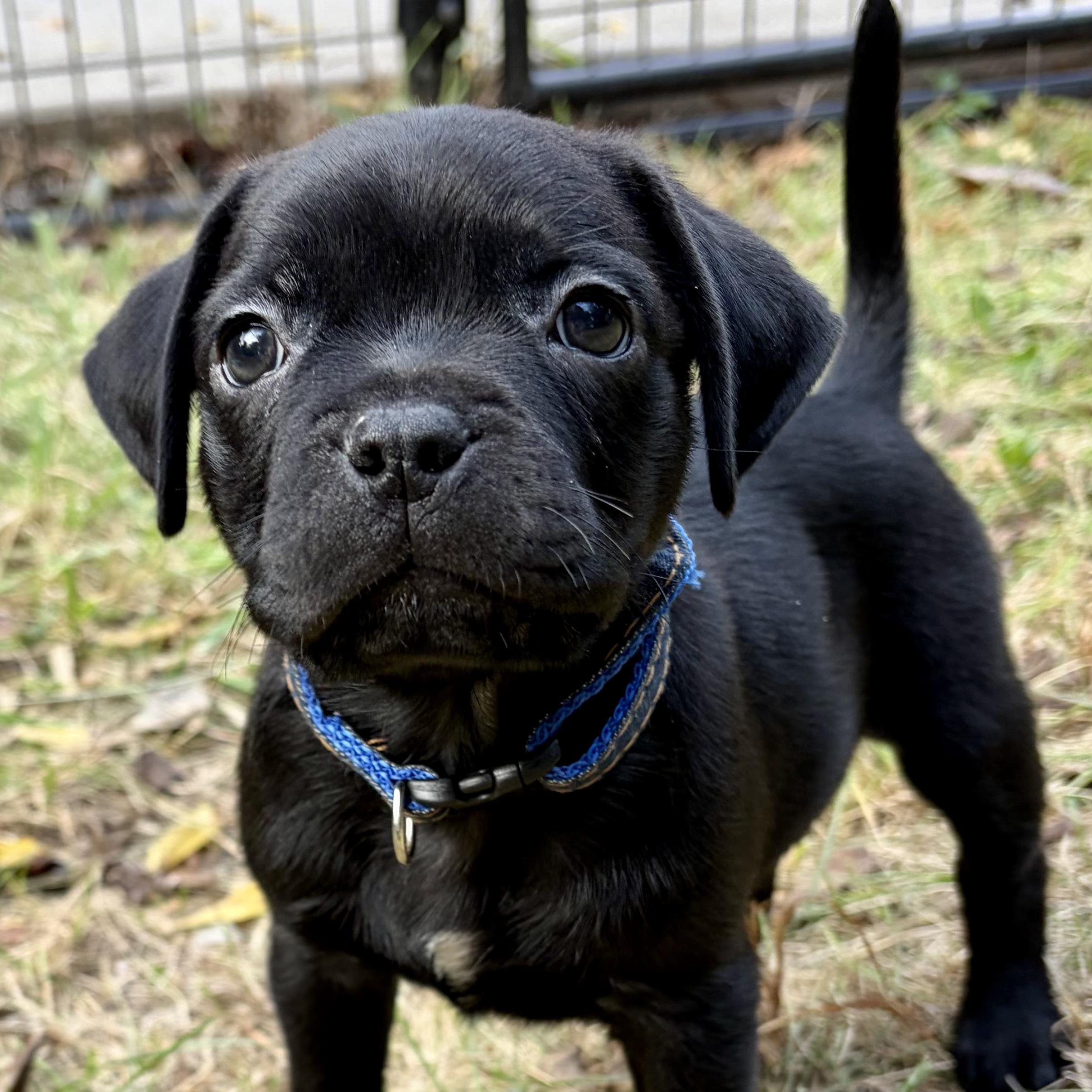 Enlarge Harvest, a Adoptable mixed breed in Murphysboro, IL image 2/6