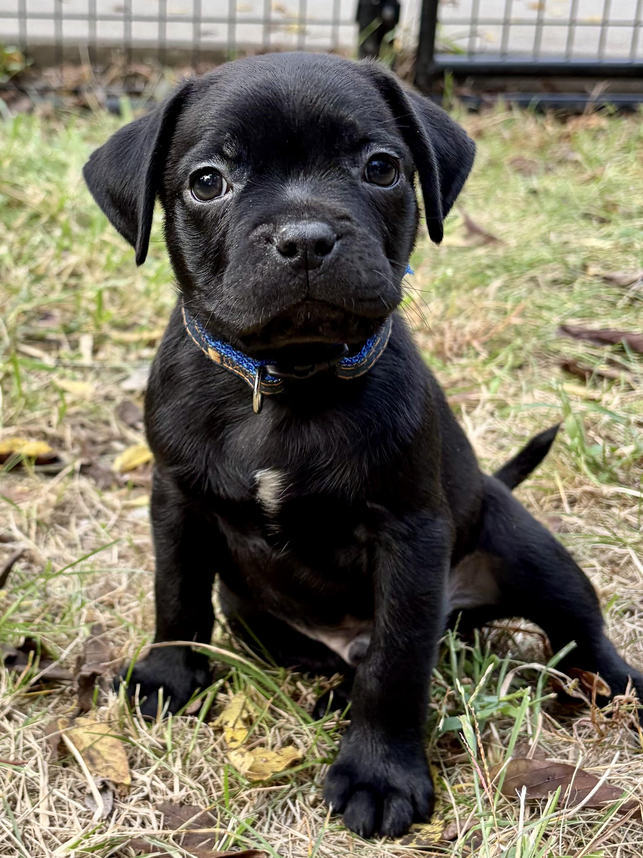 Enlarge Harvest, a Adoptable mixed breed in Murphysboro, IL image 4/6