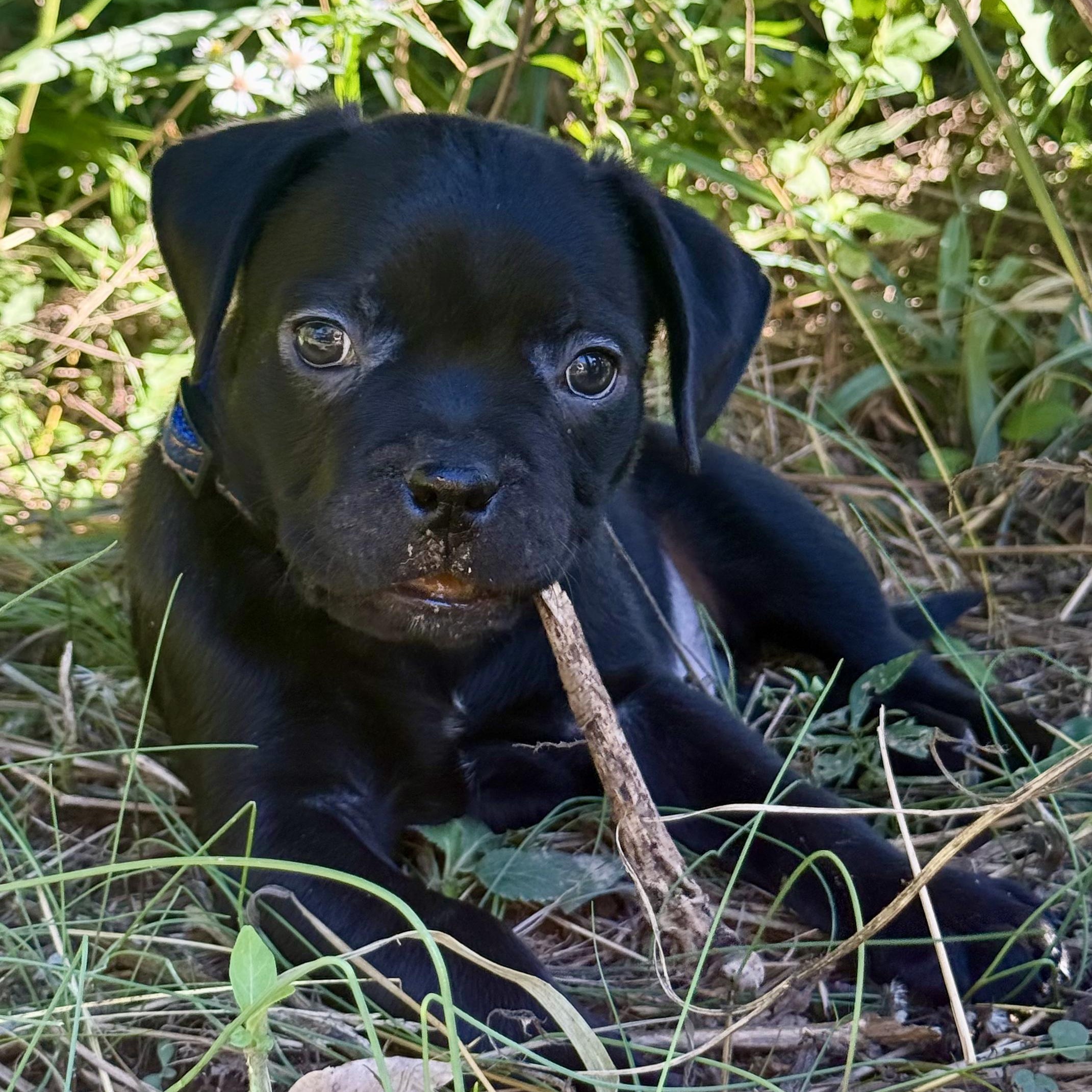 Enlarge Harvest, a Adoptable mixed breed in Murphysboro, IL image 3/6