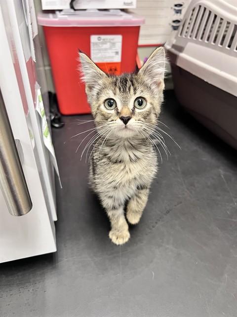 SCULLY, Adoptable, Kitten Female Domestic Short Hair.