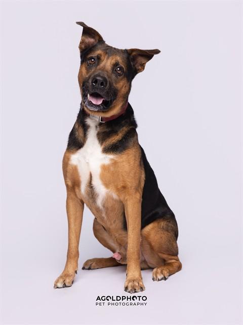 SARGENTO, Adoptable, Adult Male German Shepherd Dog & Mixed Breed.