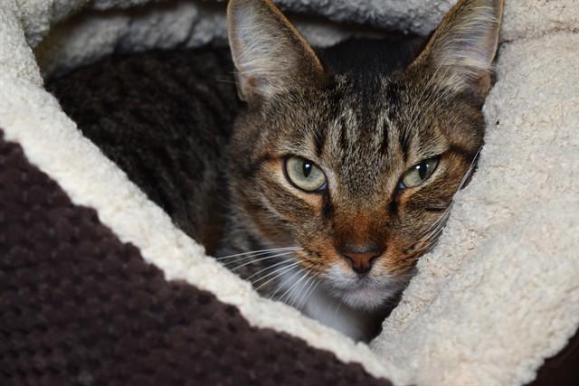 PERRY, Adoptable, Adult Male Domestic Short Hair.