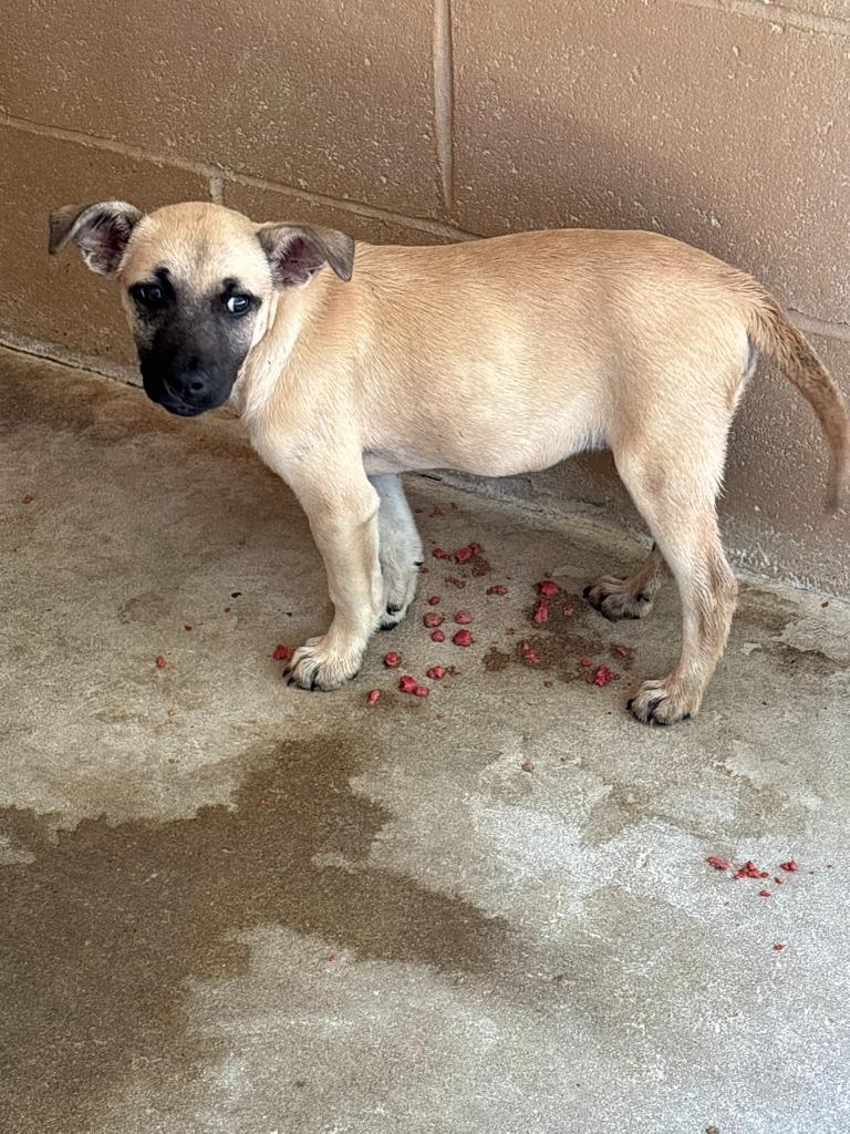 Smore, Adoptable, Puppy Female Belgian Shepherd / Malinois.