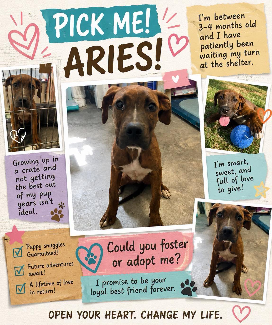 Aries, a ADOPTABLE mixed breed in Sulphur, KY image 6/6
