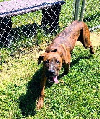 Aries, a ADOPTABLE mixed breed in Sulphur, KY image 5/6