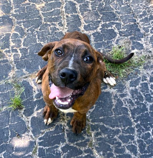Aries, ADOPTABLE, Puppy Male Mountain Cur.