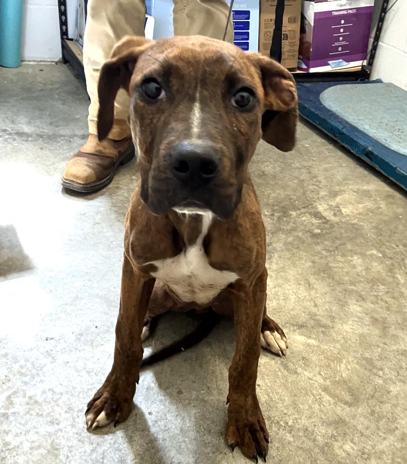 Aries, a ADOPTABLE mixed breed in Sulphur, KY image 4/6