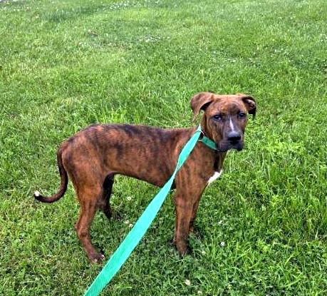 Aries, a ADOPTABLE mixed breed in Sulphur, KY image 2/6