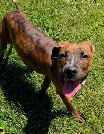 Aries, a ADOPTABLE mixed breed in Sulphur, KY image 3/6