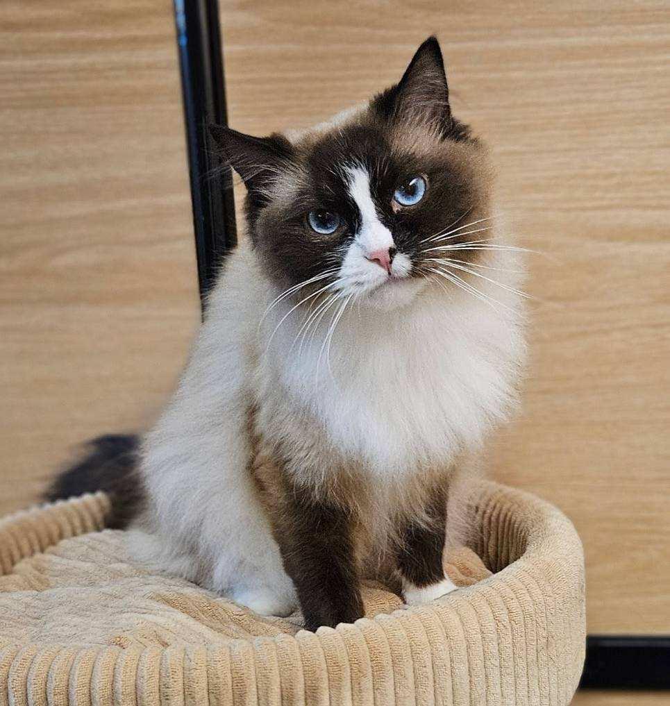 Enlarge Loki, an adopted mixed breed in Sioux Falls, SD image 1/6