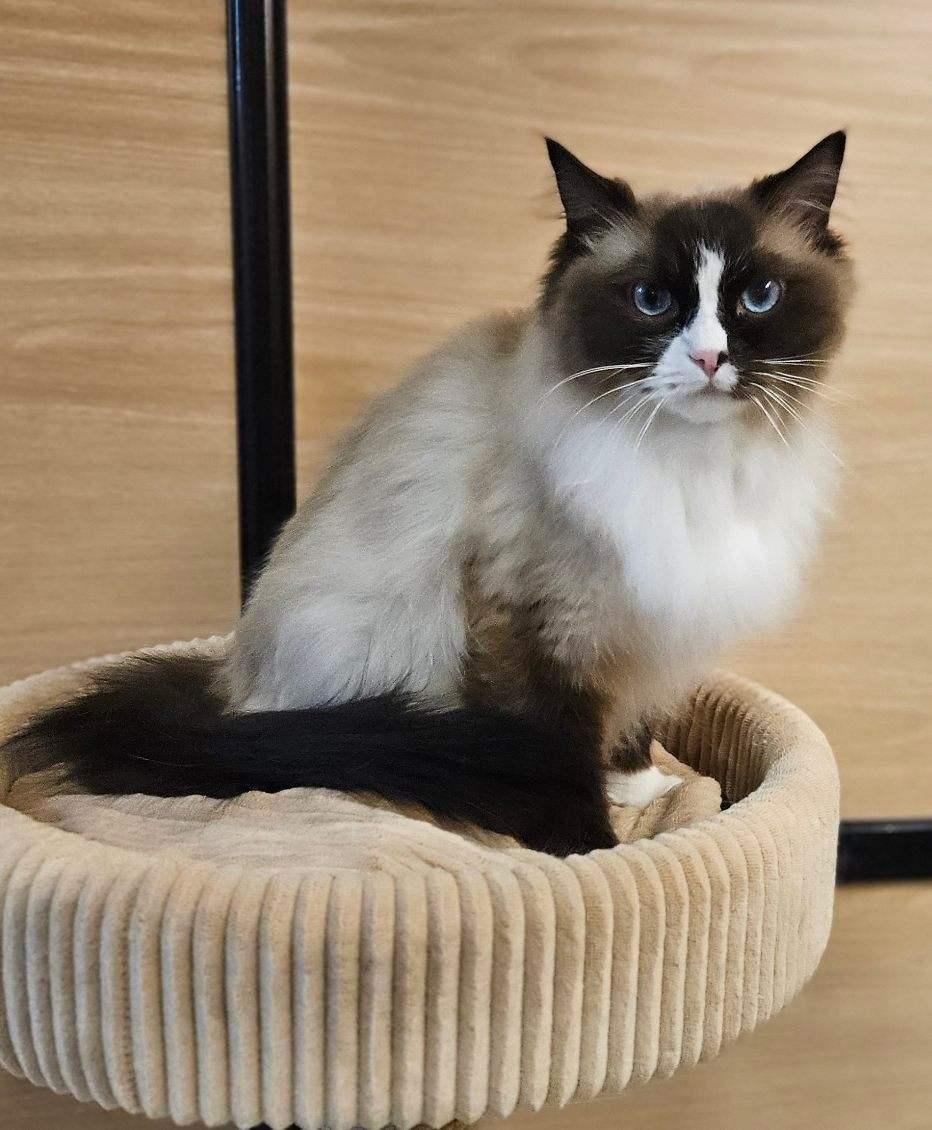 Enlarge Loki, an adopted mixed breed in Sioux Falls, SD image 3/6