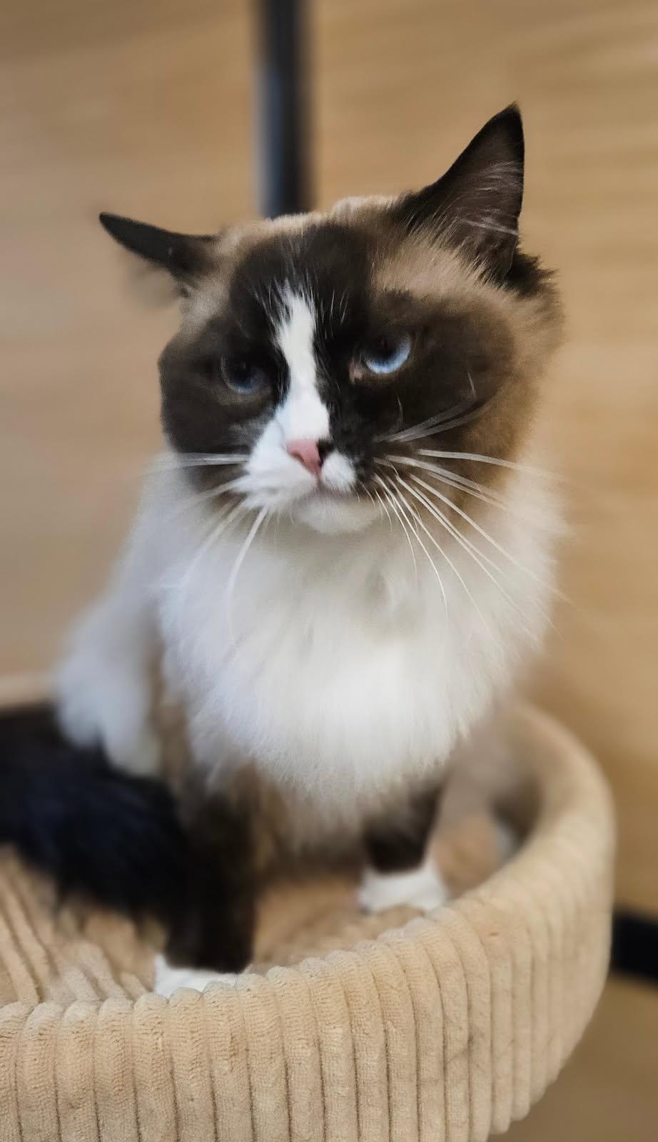 Enlarge Loki, an adopted mixed breed in Sioux Falls, SD image 4/6