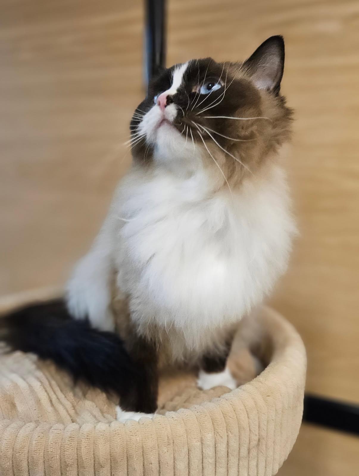 Enlarge Loki, an adopted mixed breed in Sioux Falls, SD image 6/6