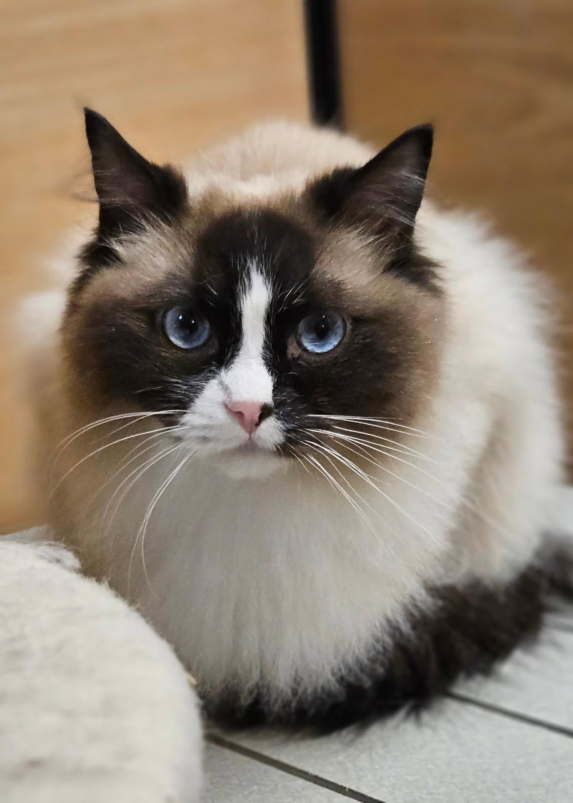 Enlarge Loki, an adopted mixed breed in Sioux Falls, SD image 2/6