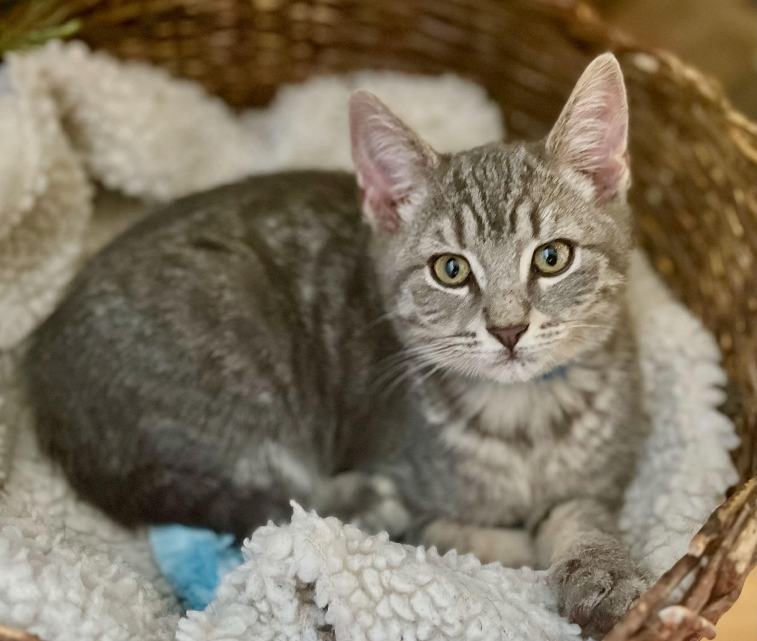 Enlarge Clara & Bern, a Adoptable Tabby in Seattle, WA image 5/6