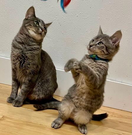 Enlarge Clara & Bern, a Adoptable Tabby in Seattle, WA image 1/6
