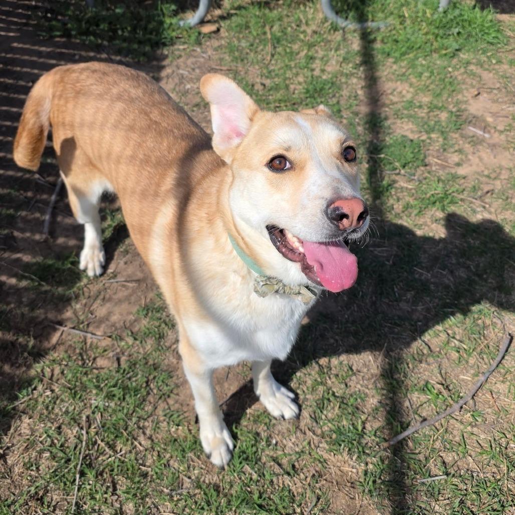 Oro, Adoptable, Adult Male Yellow Labrador Retriever.