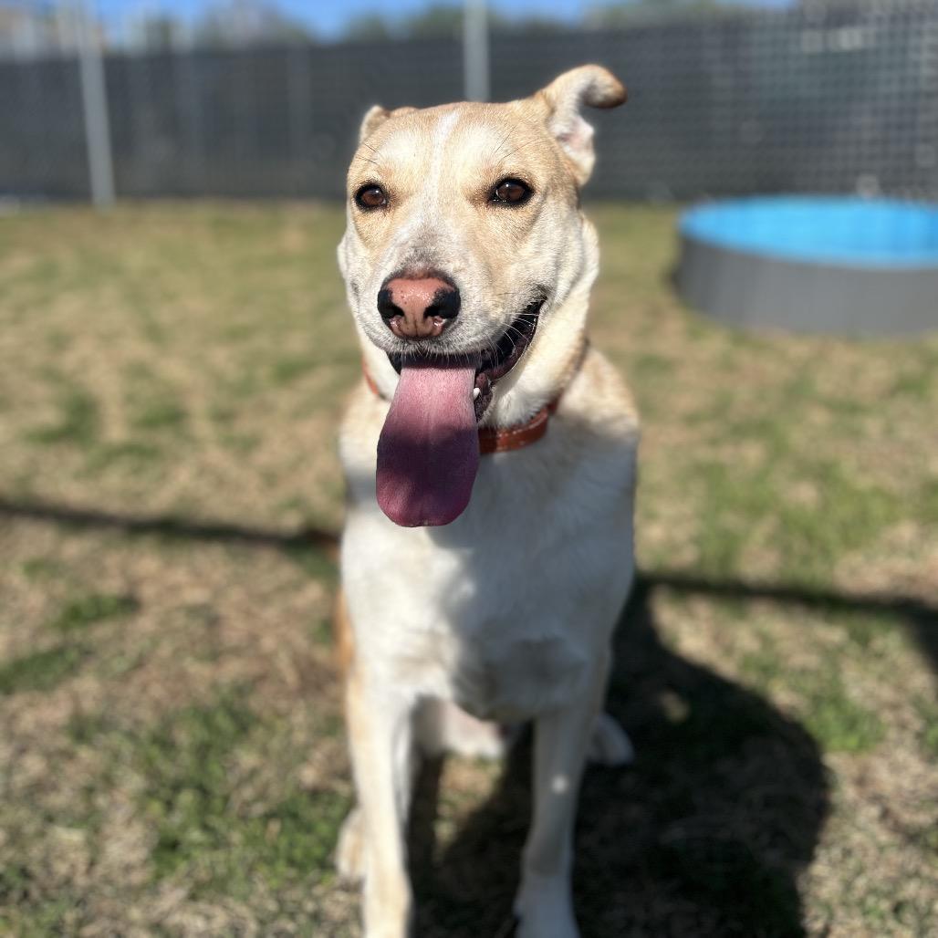 Enlarge Oro, a Adoptable Yellow Labrador Retriever in Norman, OK image 2/6