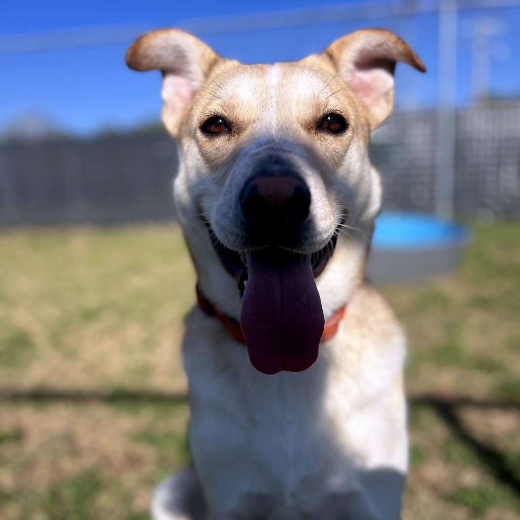 Enlarge Oro, a Adoptable Yellow Labrador Retriever in Norman, OK image 3/6