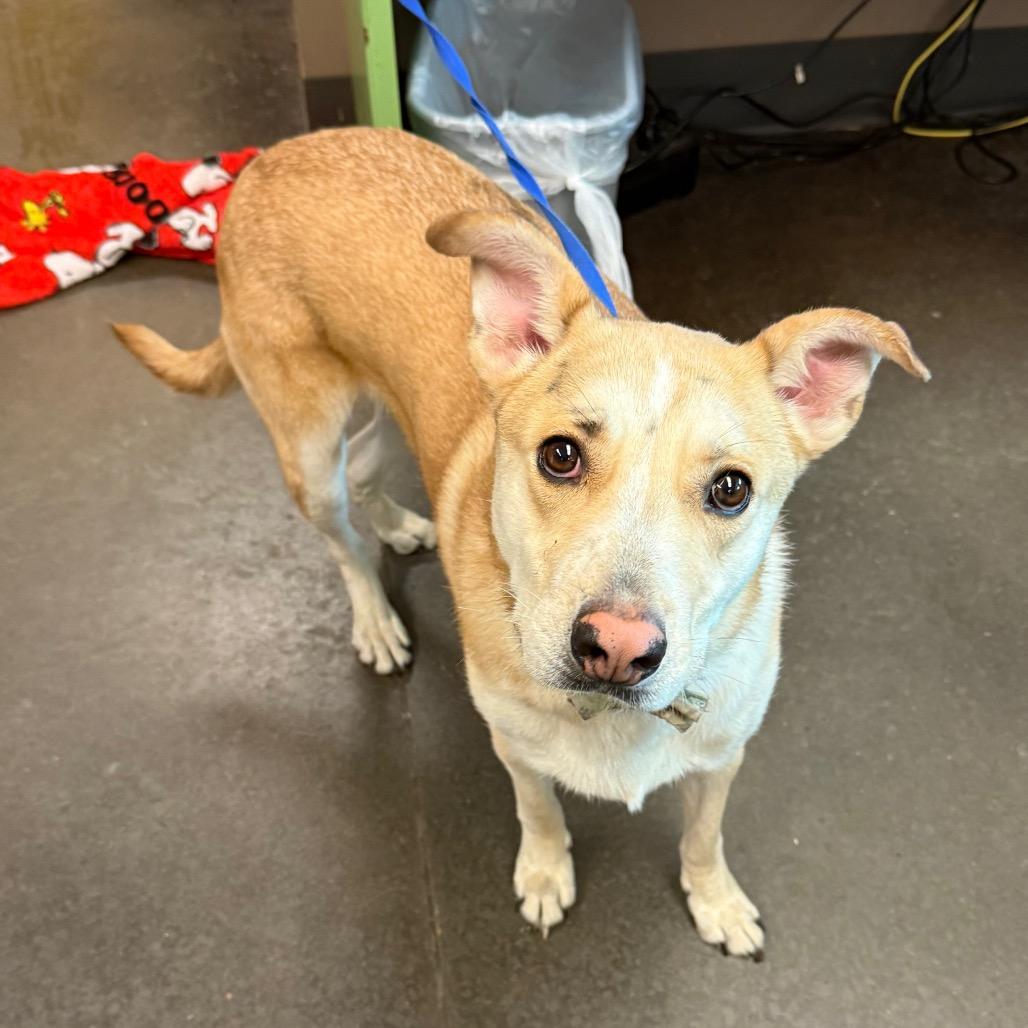Enlarge Oro, a Adoptable Yellow Labrador Retriever in Norman, OK image 4/6