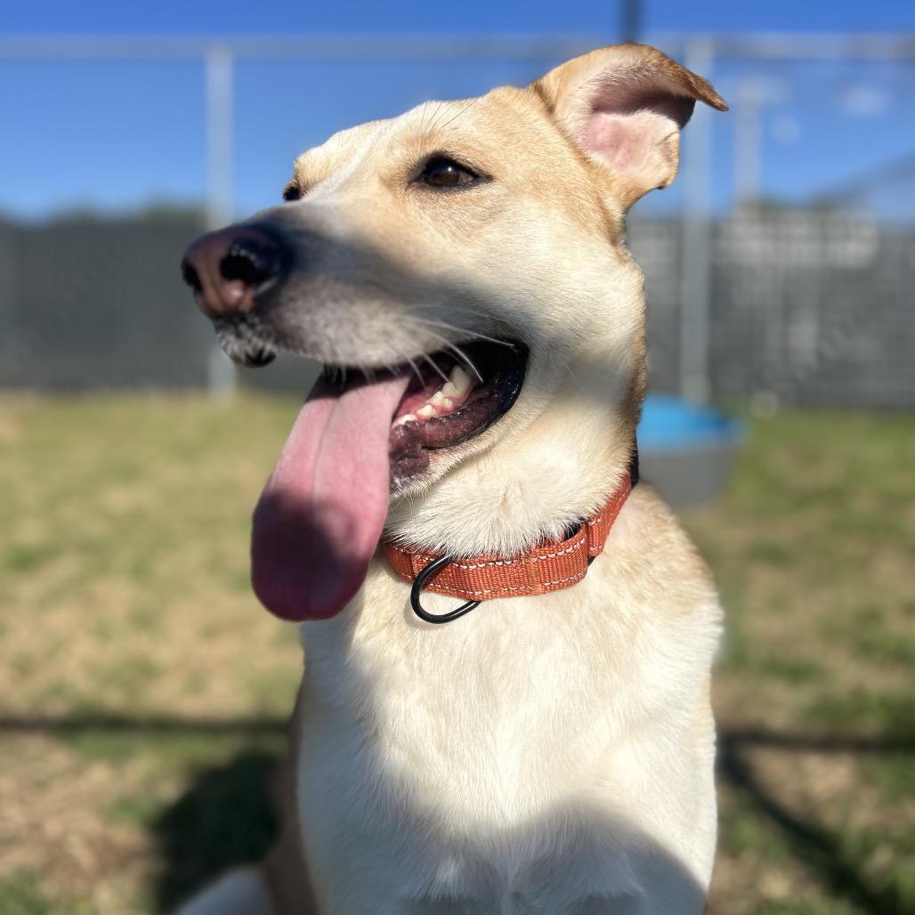 Enlarge Oro, a Adoptable Yellow Labrador Retriever in Norman, OK image 5/6