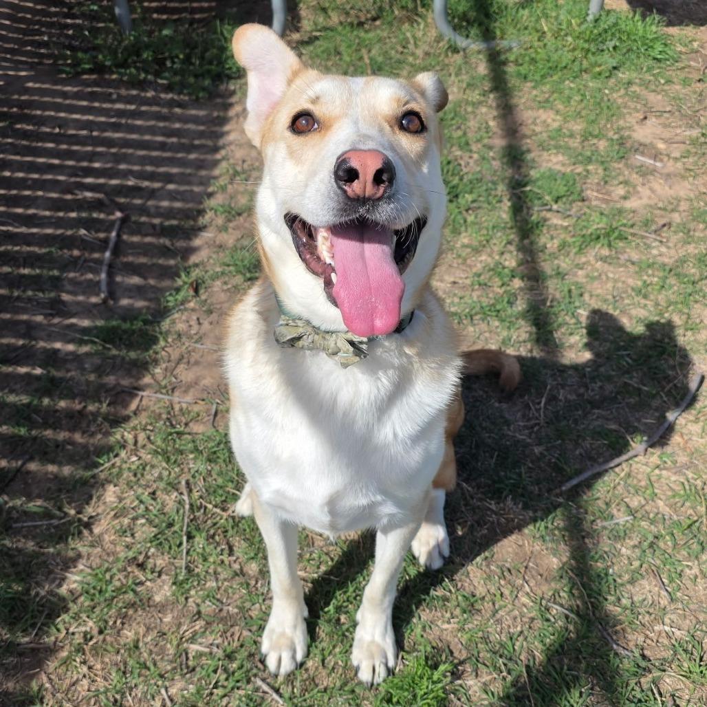 Enlarge Oro, a Adoptable Yellow Labrador Retriever in Norman, OK image 6/6