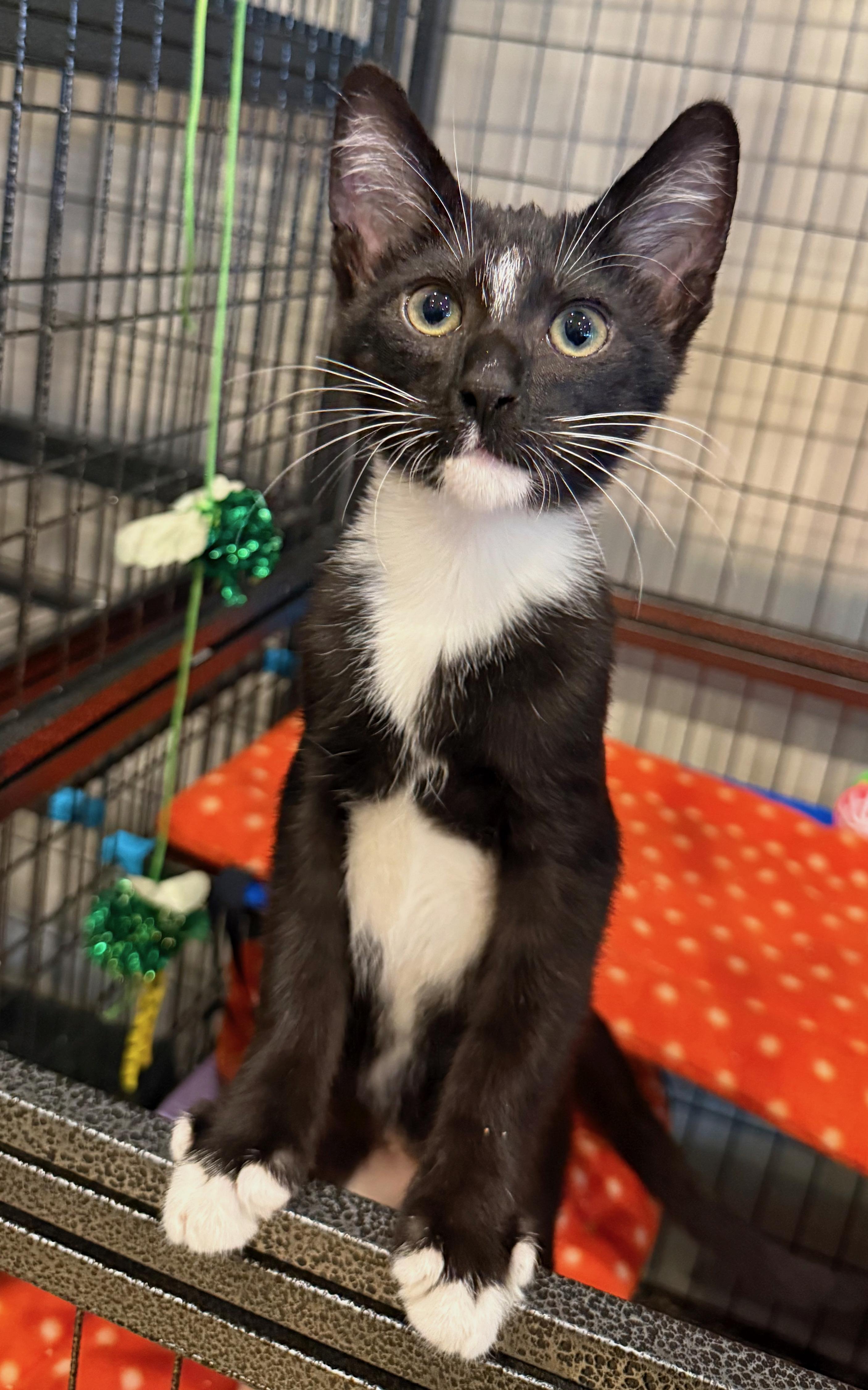 Ziggy, ADOPTABLE, Kitten Male American Shorthair.