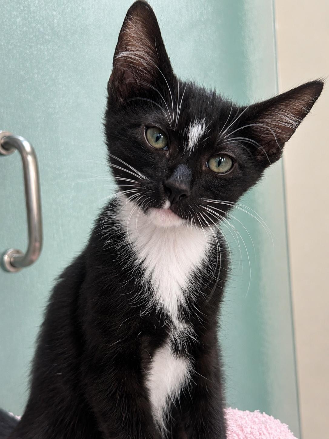 Ziggy, a ADOPTABLE American Shorthair in Hilton Head Island, SC image 4/6