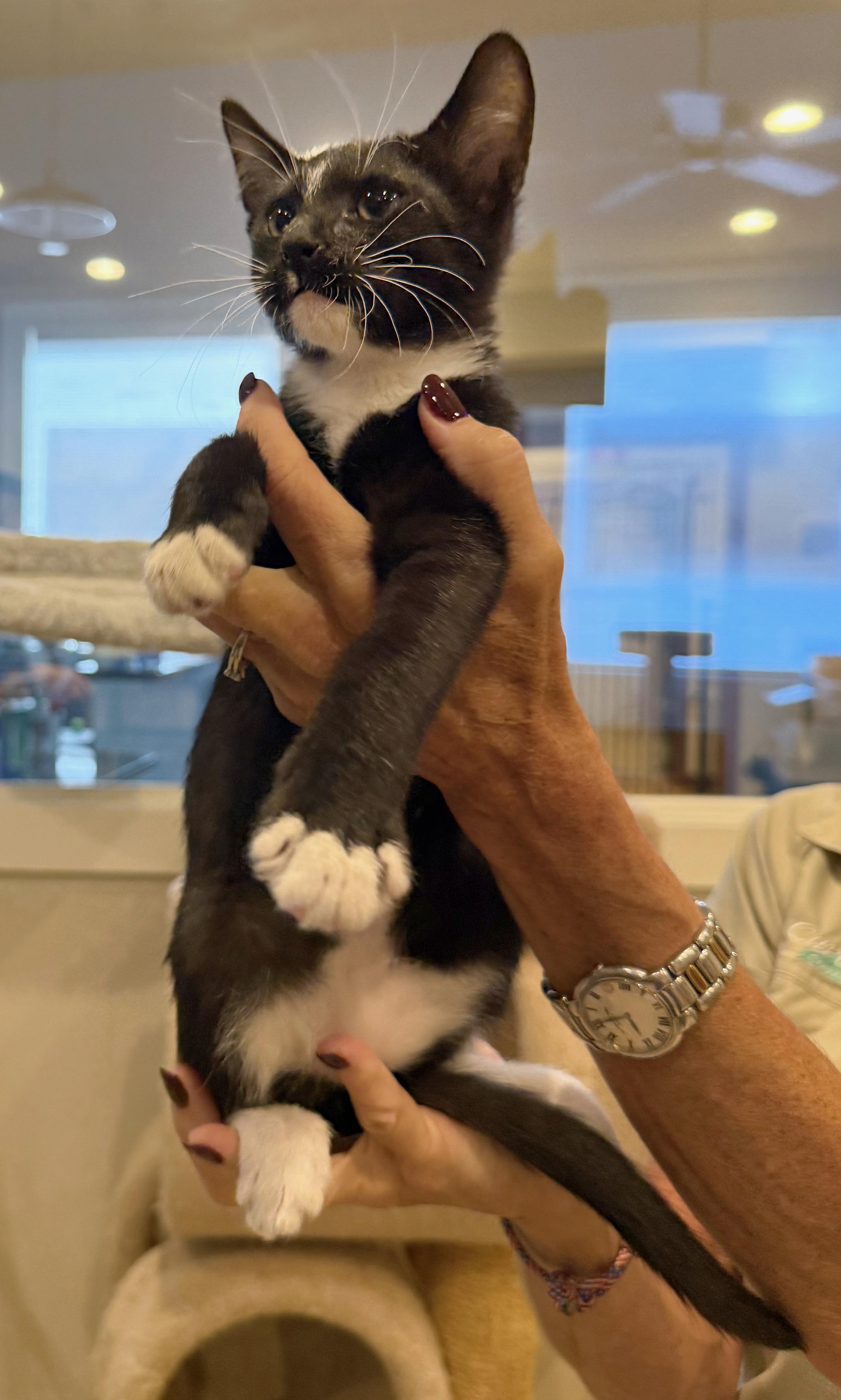 Ziggy, a ADOPTABLE American Shorthair in Hilton Head Island, SC image 2/6