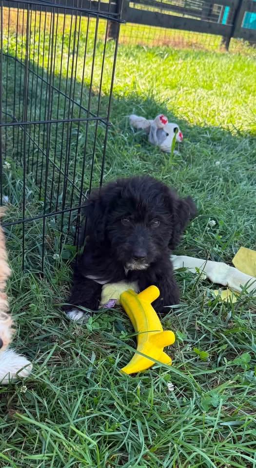Charlie, adopted, Puppy Male Goldendoodle.