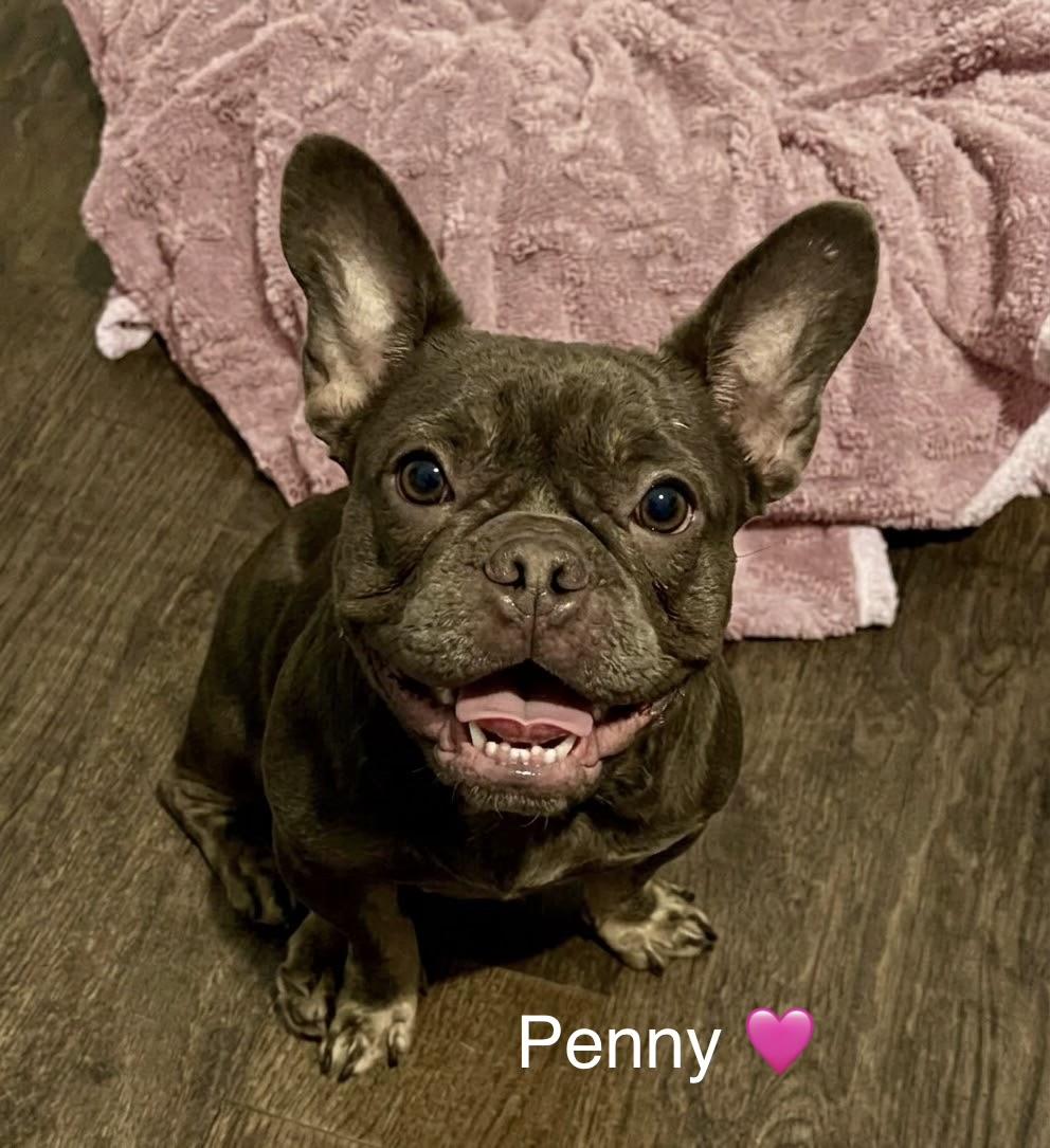 Penny, Adopted, Adult Female French Bulldog.