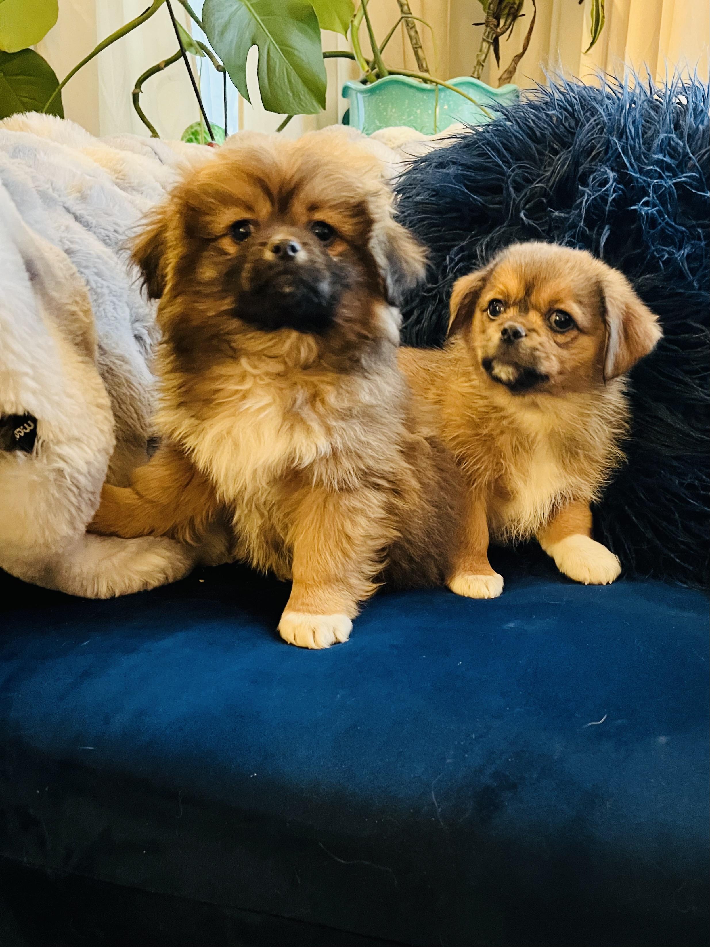 Enlarge Henry, a Adoptable mixed breed in Gilbert , AZ image 5/6