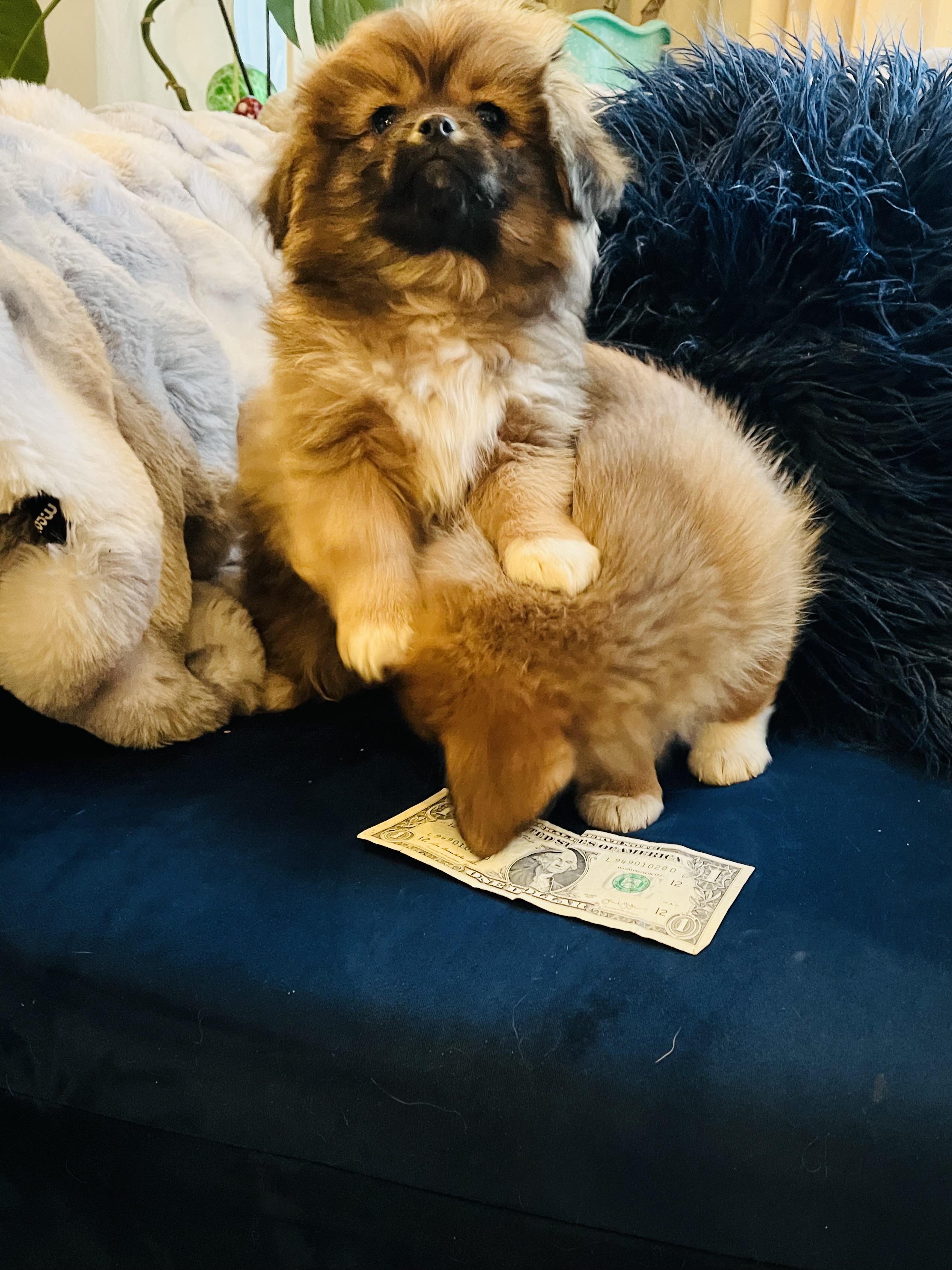 Enlarge Henry, a Adoptable mixed breed in Gilbert , AZ image 3/6