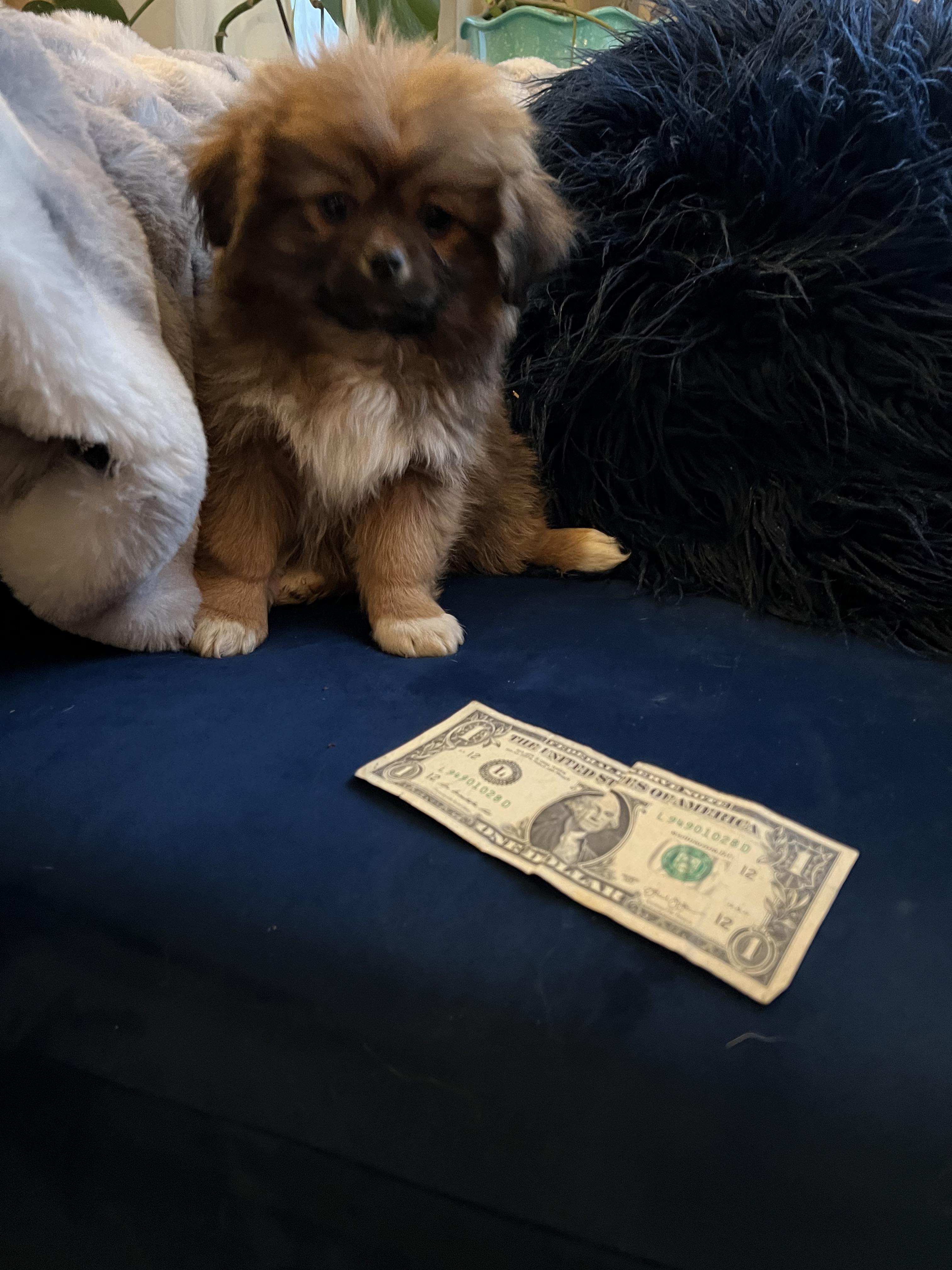 Enlarge Henry, a Adoptable mixed breed in Gilbert , AZ image 2/6