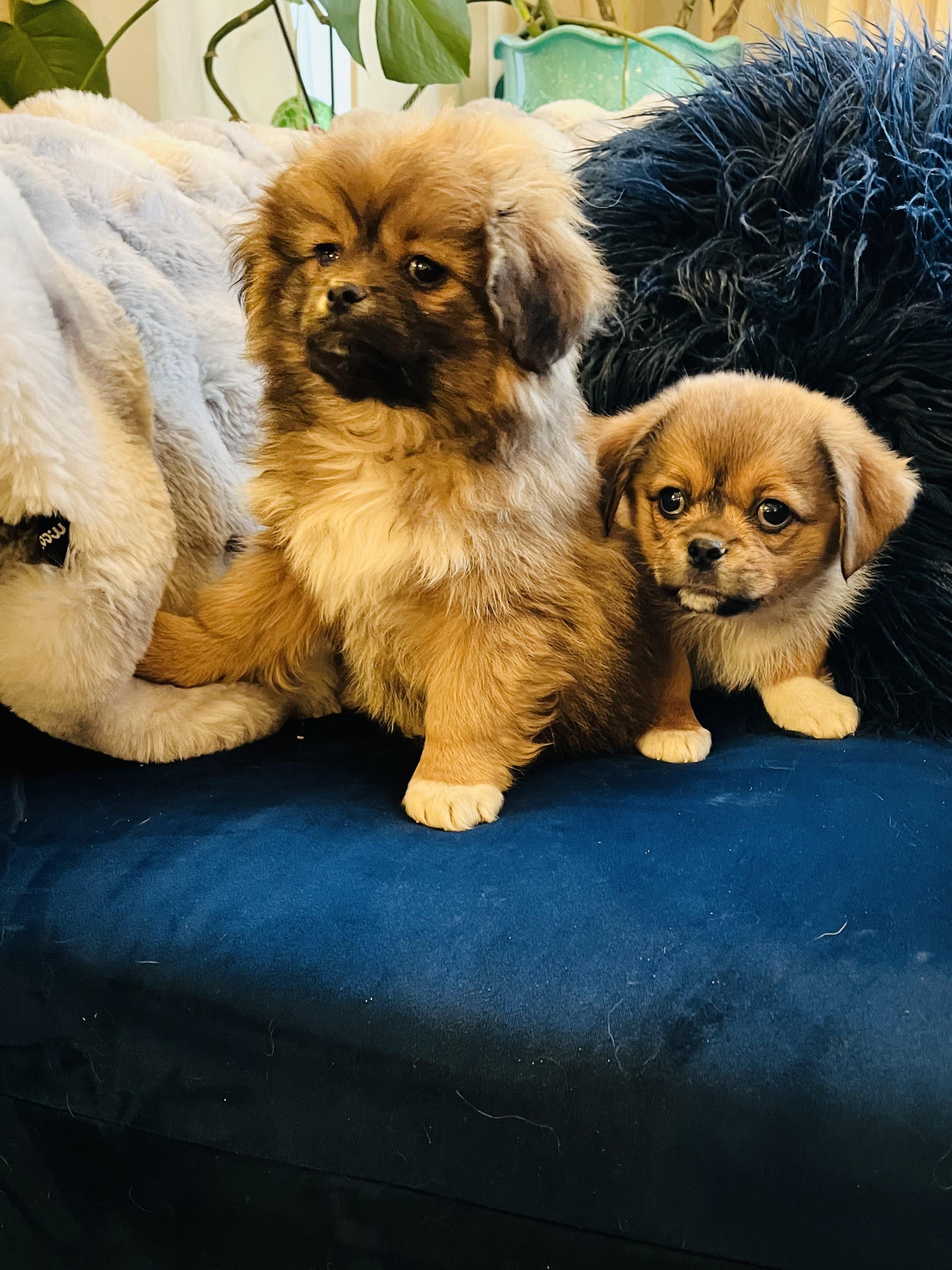Henry, Adoptable, Puppy Male Pomeranian & Poodle.