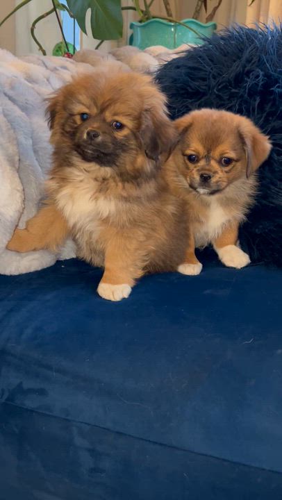 Enlarge Henry, a Adoptable mixed breed in Gilbert , AZ video 6/6