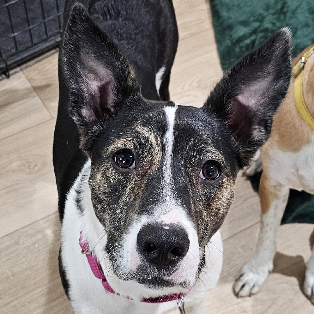 Chichi, Adoptable, Young Female Shepherd.