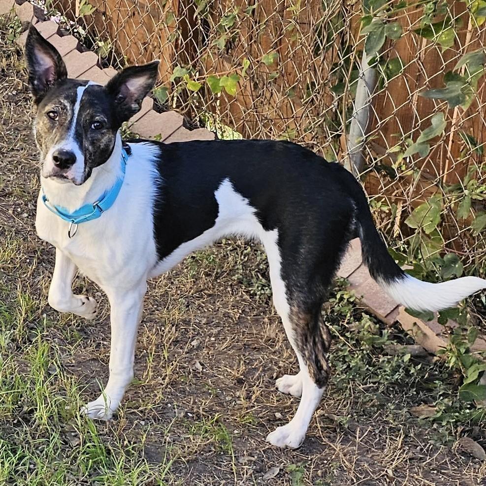 Chichi, a Adoptable Shepherd in San Antonio, TX image 5/5