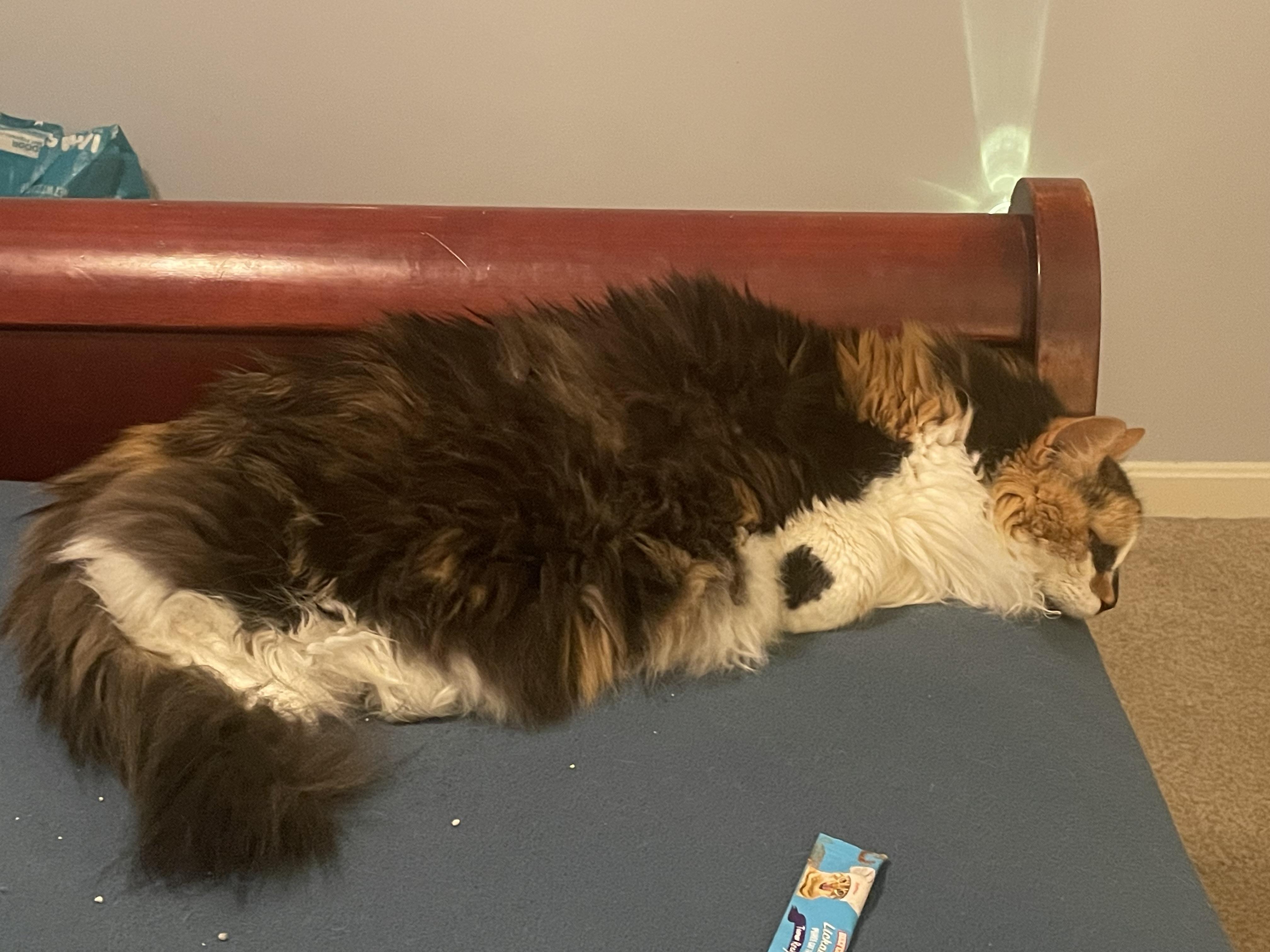 Misty, Adoptable, Senior Female Domestic Medium Hair.