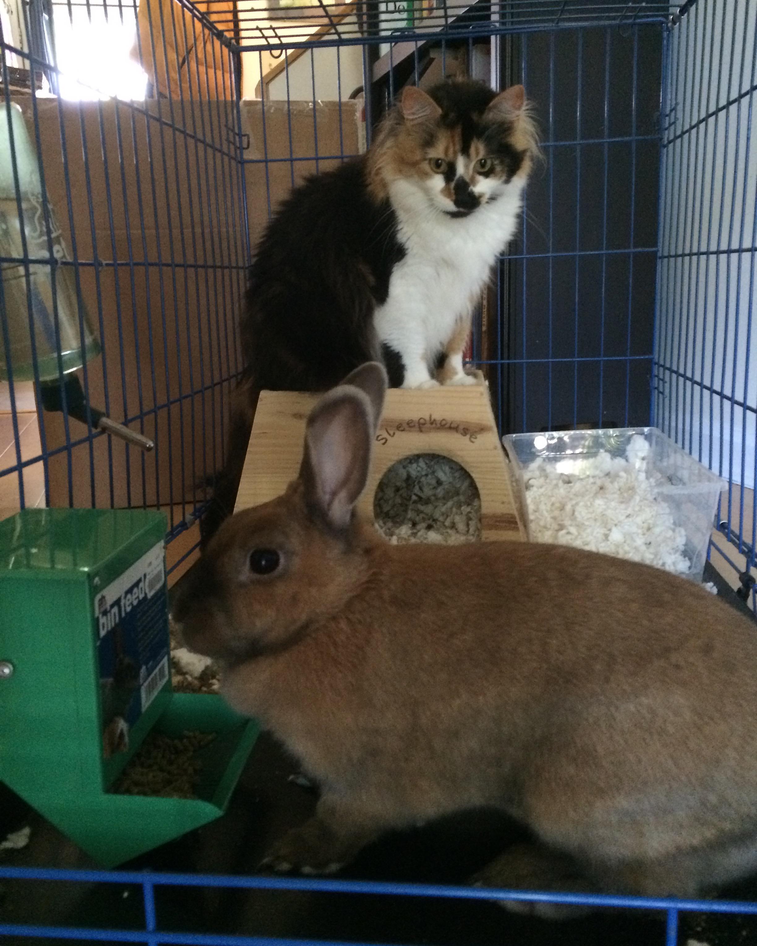 Misty — thumbnail 2