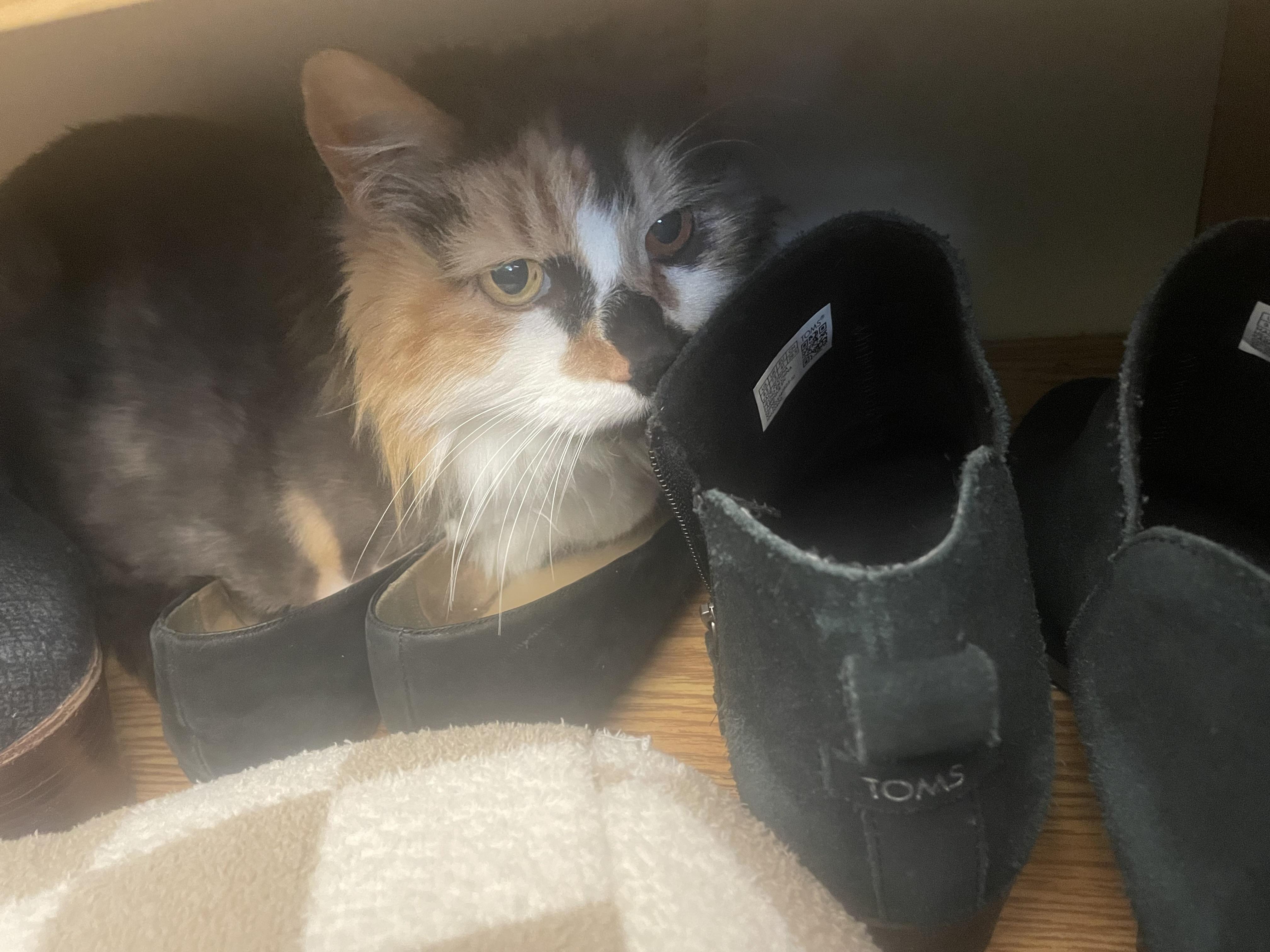 Enlarge Misty, a Adoptable Domestic Medium Hair in Burlington, VT image 3/6