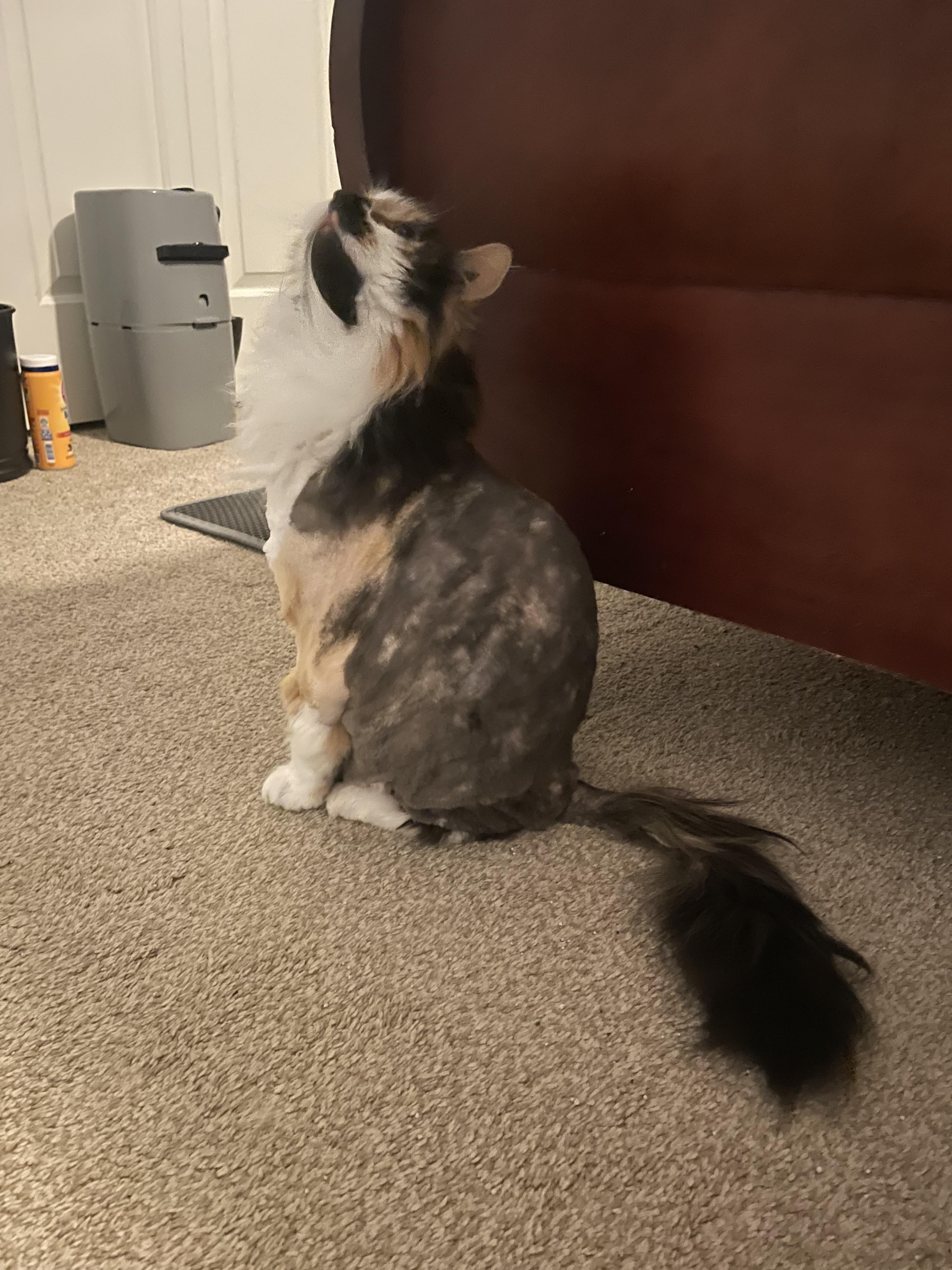 Enlarge Misty, a Adoptable Domestic Medium Hair in Burlington, VT image 4/6