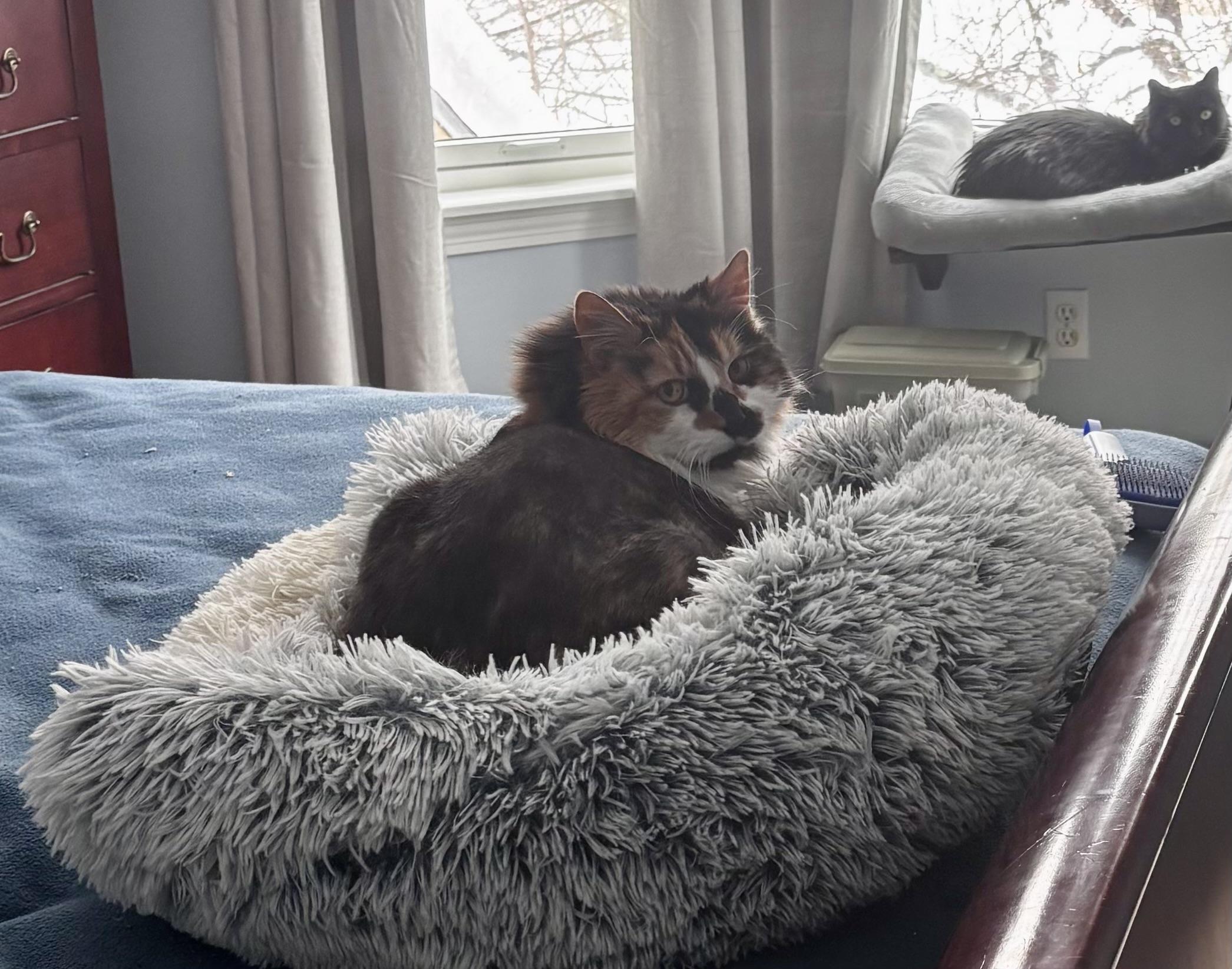 Enlarge Misty, a Adoptable Domestic Medium Hair in Burlington, VT image 5/6