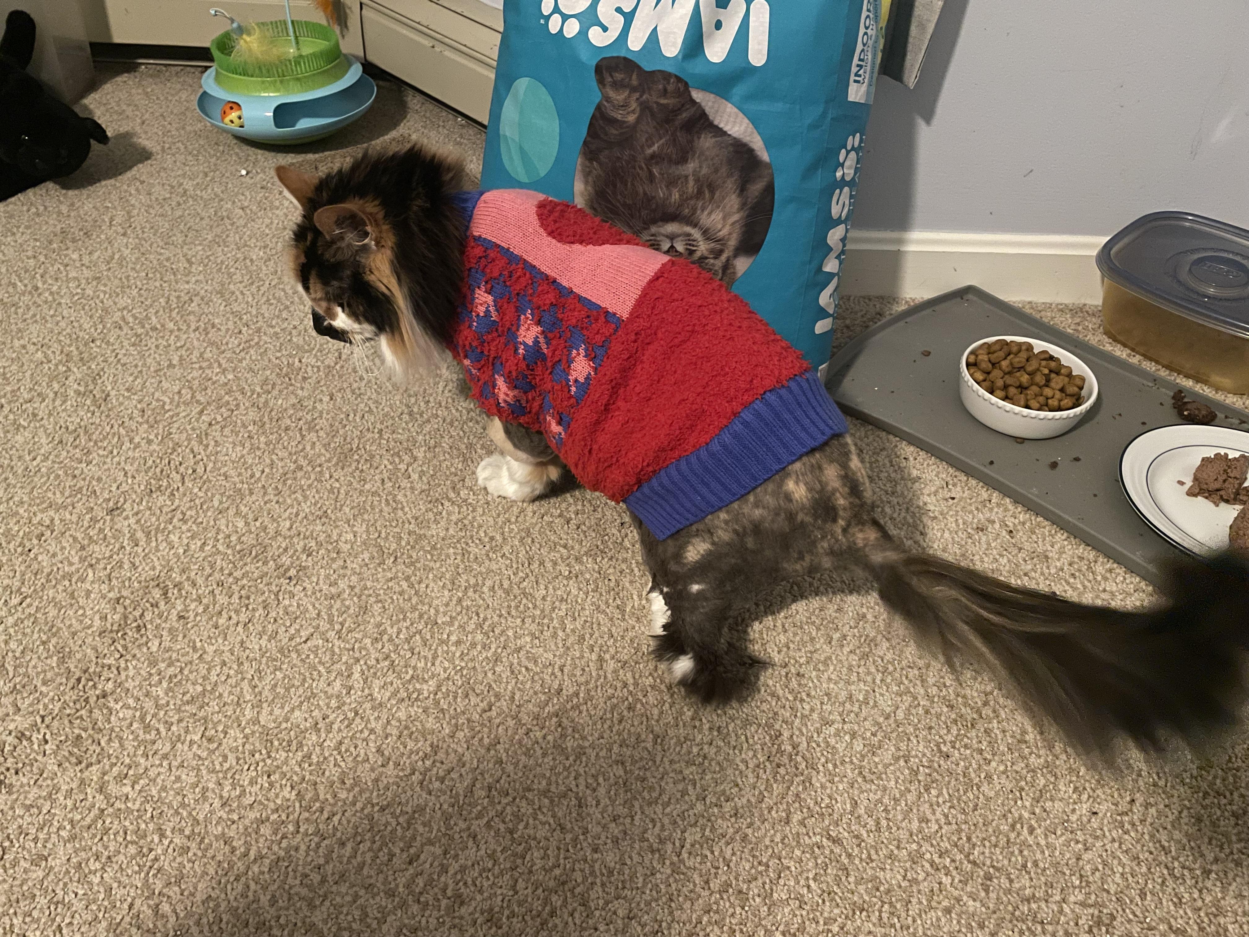 Misty — thumbnail 6