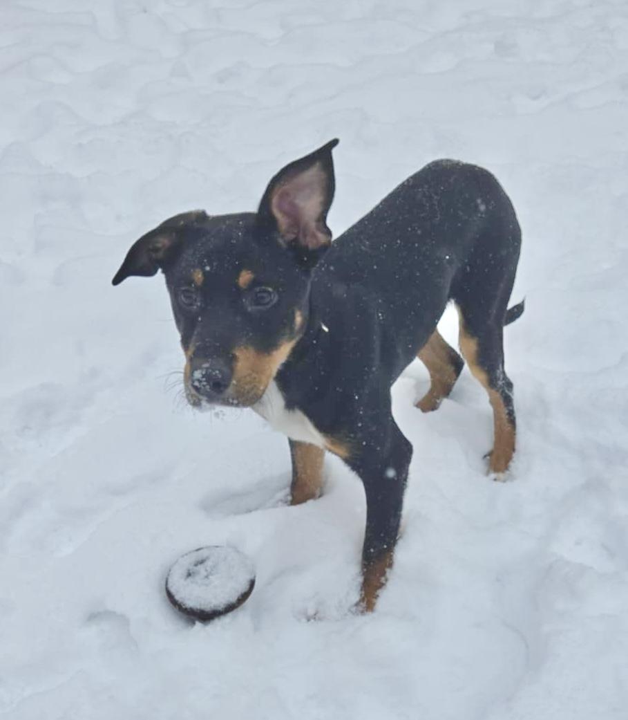 Garth, Adopted, Young Male Mixed Breed.