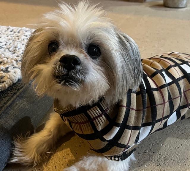 ****PENDING MEET AND GREET****Cabbage Patch, adopted, Adult Male Shih Tzu.