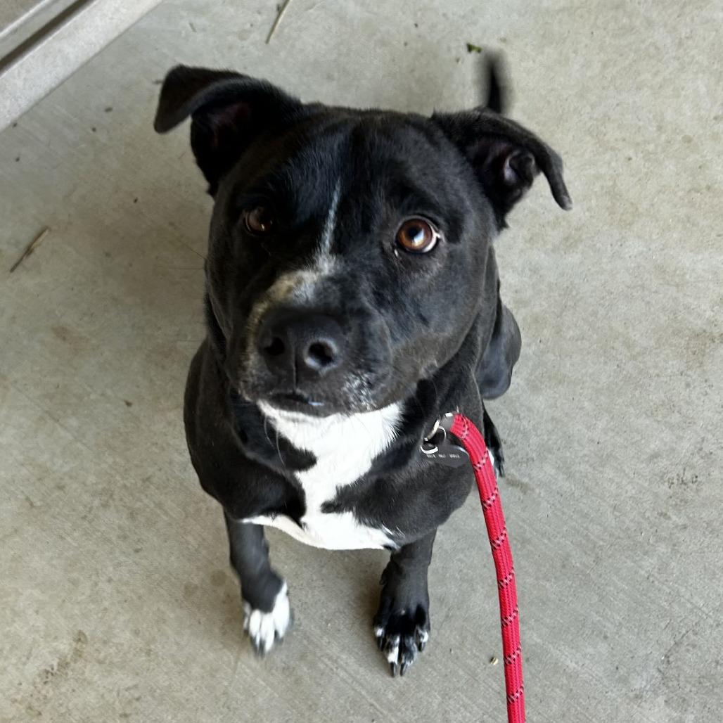 Harley, Adoptable, Adult Female American Staffordshire Terrier & Retriever.
