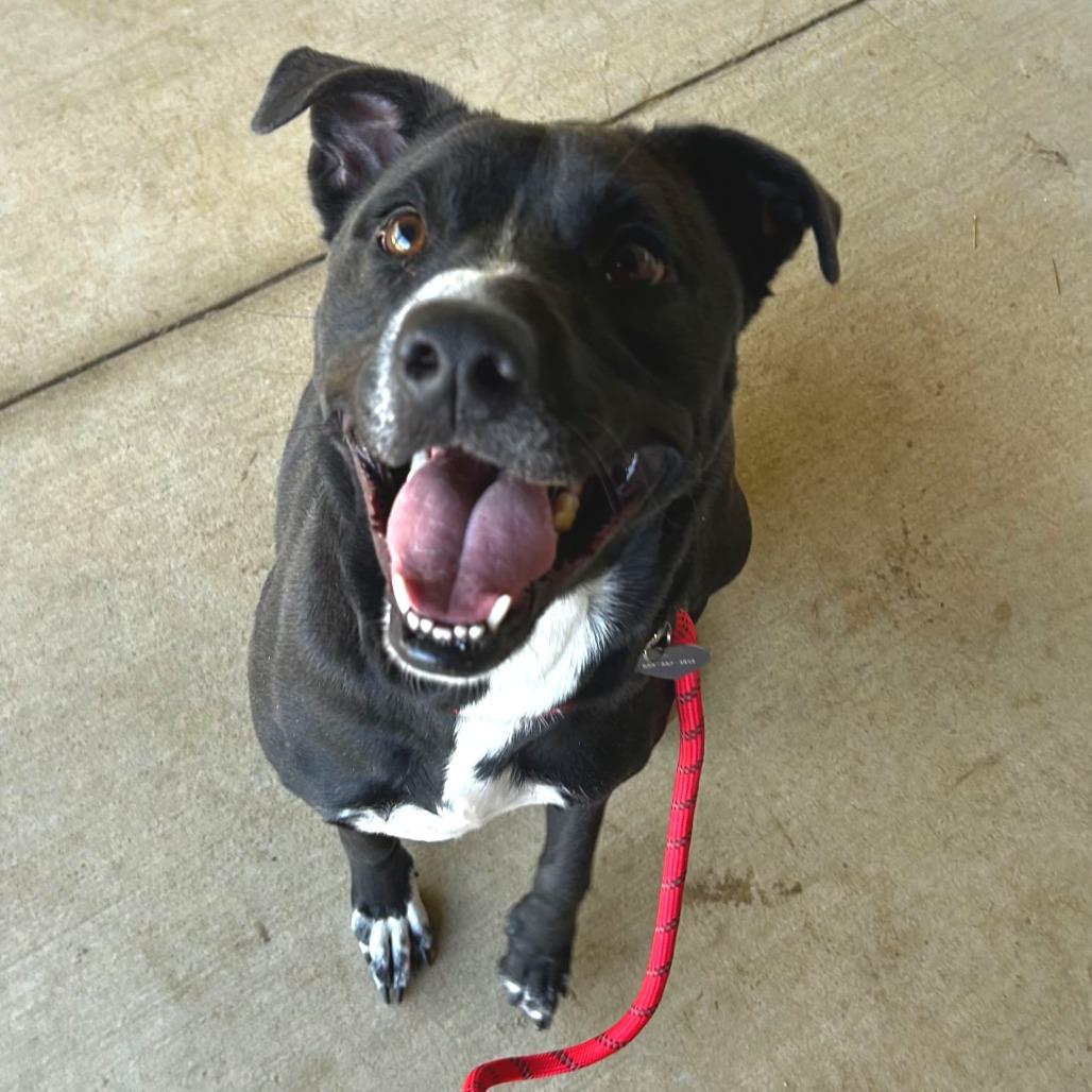 Enlarge Harley, a Adoptable mixed breed in Greenville, SC image 2/6