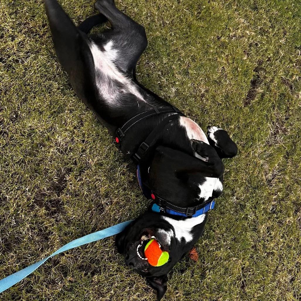 Enlarge Harley, a Adoptable mixed breed in Greenville, SC image 4/6