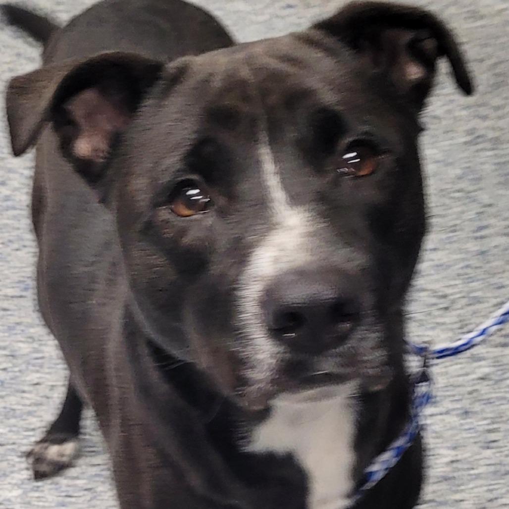 Enlarge Harley, a Adoptable mixed breed in Greenville, SC image 5/6